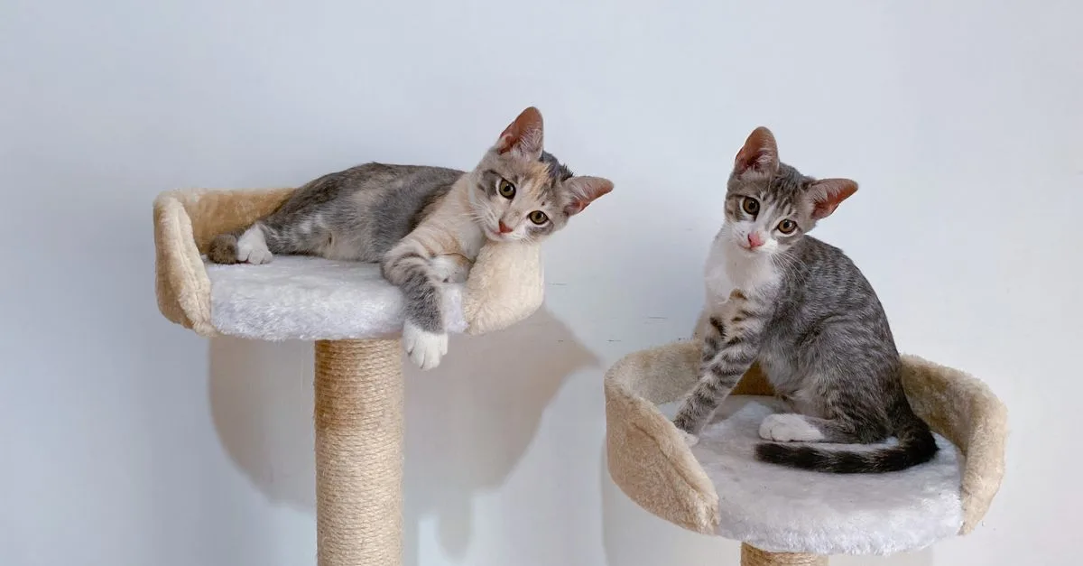 découvrez notre sélection d’arbres à chat robustes et spacieux, conçus pour offrir aux grands chats confort, stabilité et espace de jeu.