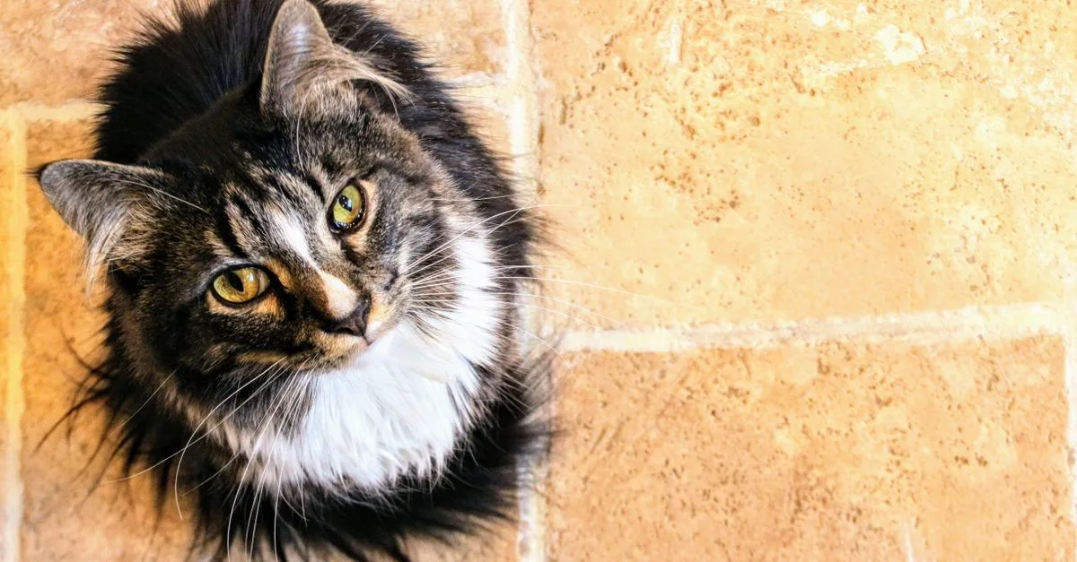découvrez des croquettes adaptées aux chats des forêts norvégiennes stérilisés vivant en intérieur, pour accompagner leur alimentation au quotidien.