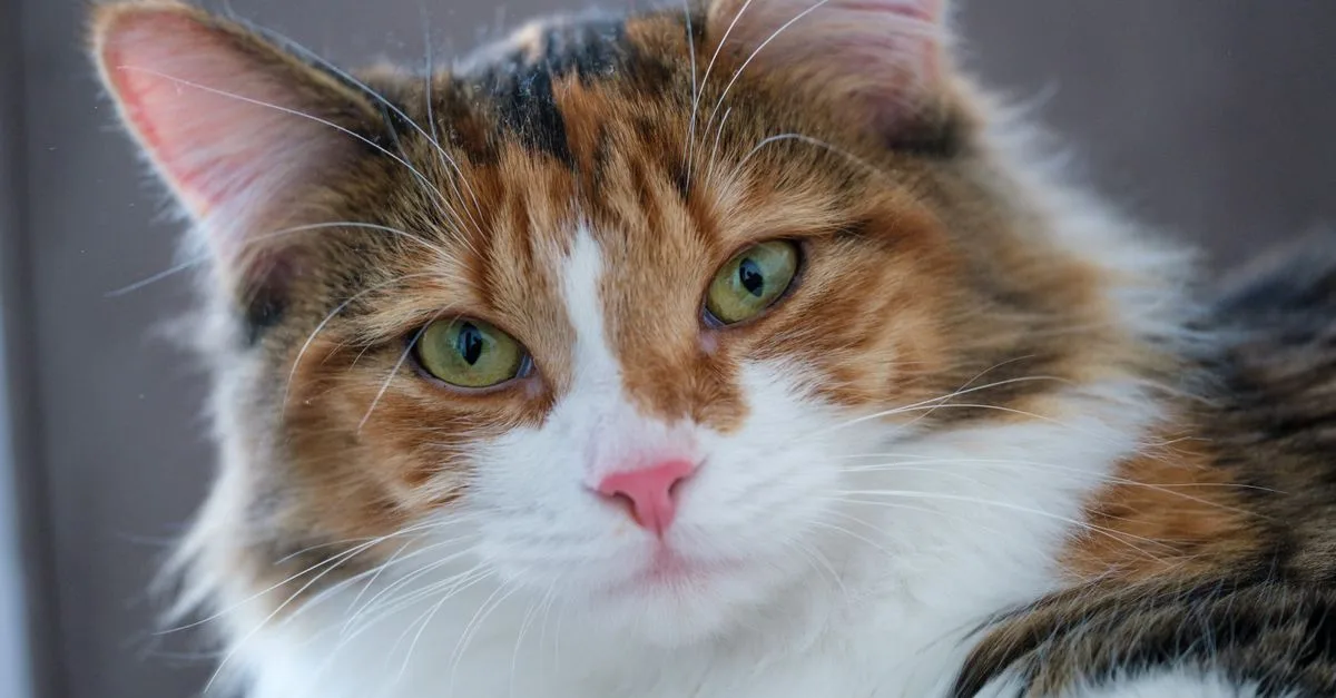 découvrez les différences entre les chats des forêts norvégiennes mâles et femelles : taille, tempérament, santé et conseils pour bien choisir.