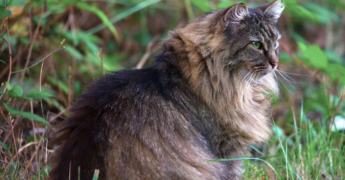 découvrez le chat des forêts norvégiennes : caractère, apparence, soins et conseils pour mieux connaître cette race majestueuse.