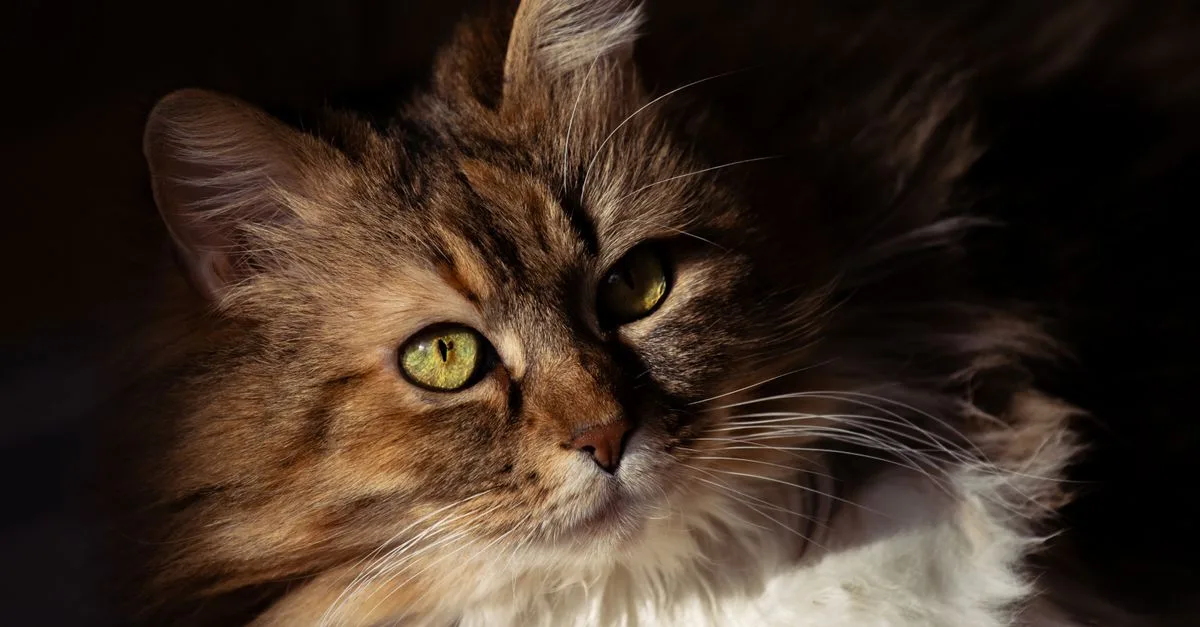 découvrez le chat des forêts norvégiennes : un félin majestueux, doux et robuste, reconnaissable à son pelage épais et à son tempérament affectueux.