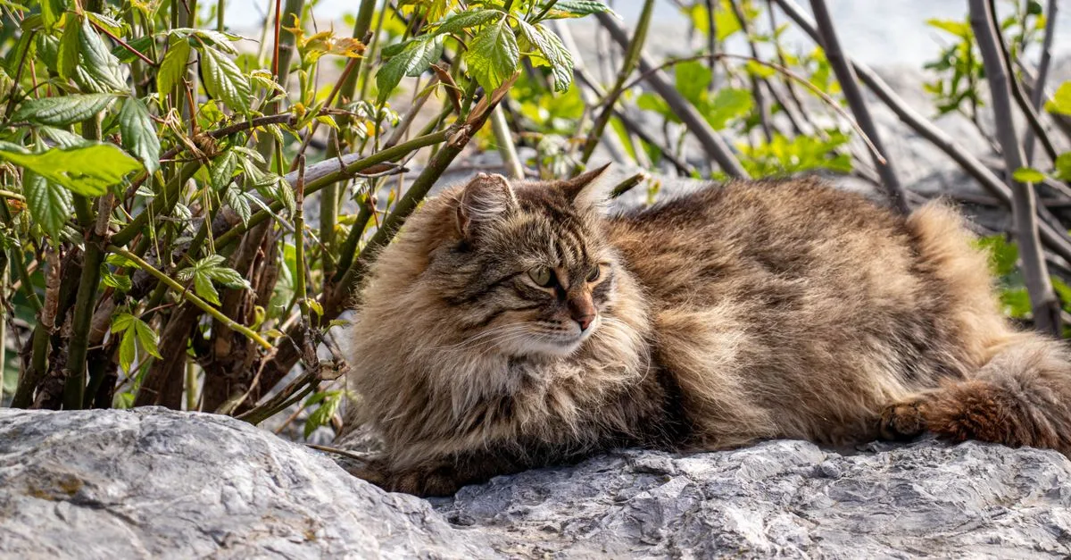 découvrez le chat des forêts norvégiennes : son apparence majestueuse, son tempérament doux, ses besoins et des conseils pour bien l’accueillir.