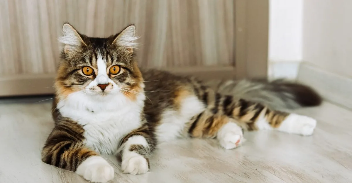 découvrez à quelle fréquence brosser un chat des forêts norvégiennes pour éviter les nœuds et préserver la beauté de son pelage.