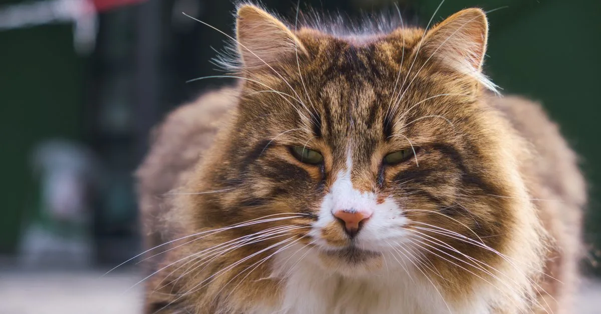 découvrez comment nourrir votre chat des forêts norvégiennes : besoins nutritionnels, portions adaptées et conseils pour préserver sa santé à chaque étape de sa vie.