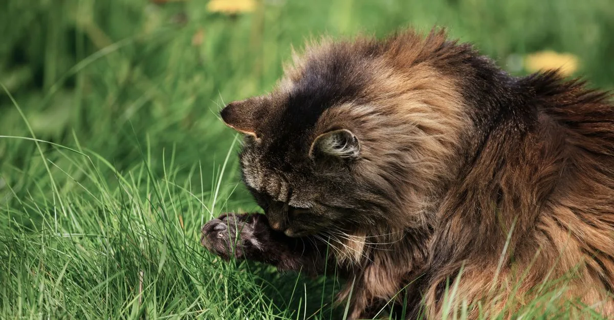 découvrez les étapes de croissance du chat des forêts norvégiennes, son développement, sa taille adulte et les soins adaptés à chaque âge.