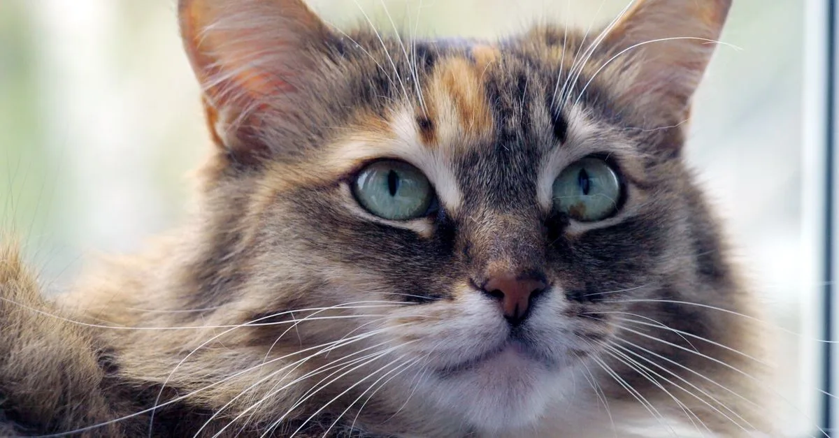 découvrez l’espérance de vie du chat des forêts norvégiennes, les facteurs qui l’influencent et les conseils pour l’aider à vivre longtemps en bonne santé.