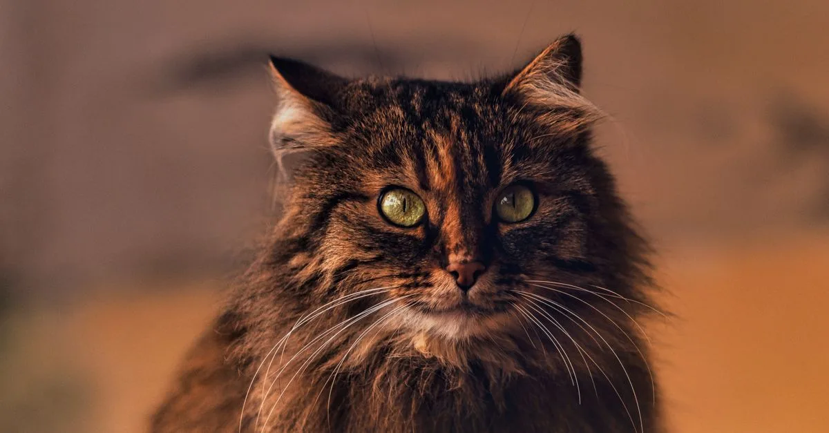 découvrez nos tapis pour chat des forêts norvégiennes : confortables, pratiques et faciles à nettoyer, ils offrent à votre compagnon un espace douillet.