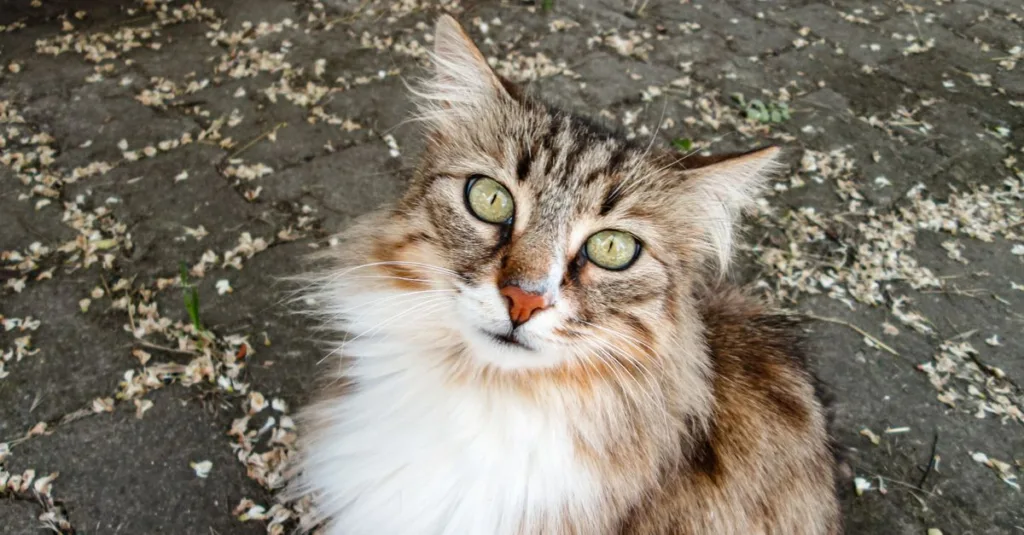 découvrez comment prévenir et démêler les nœuds du pelage du chat des forêts norvégiennes grâce à des conseils de toilettage adaptés.