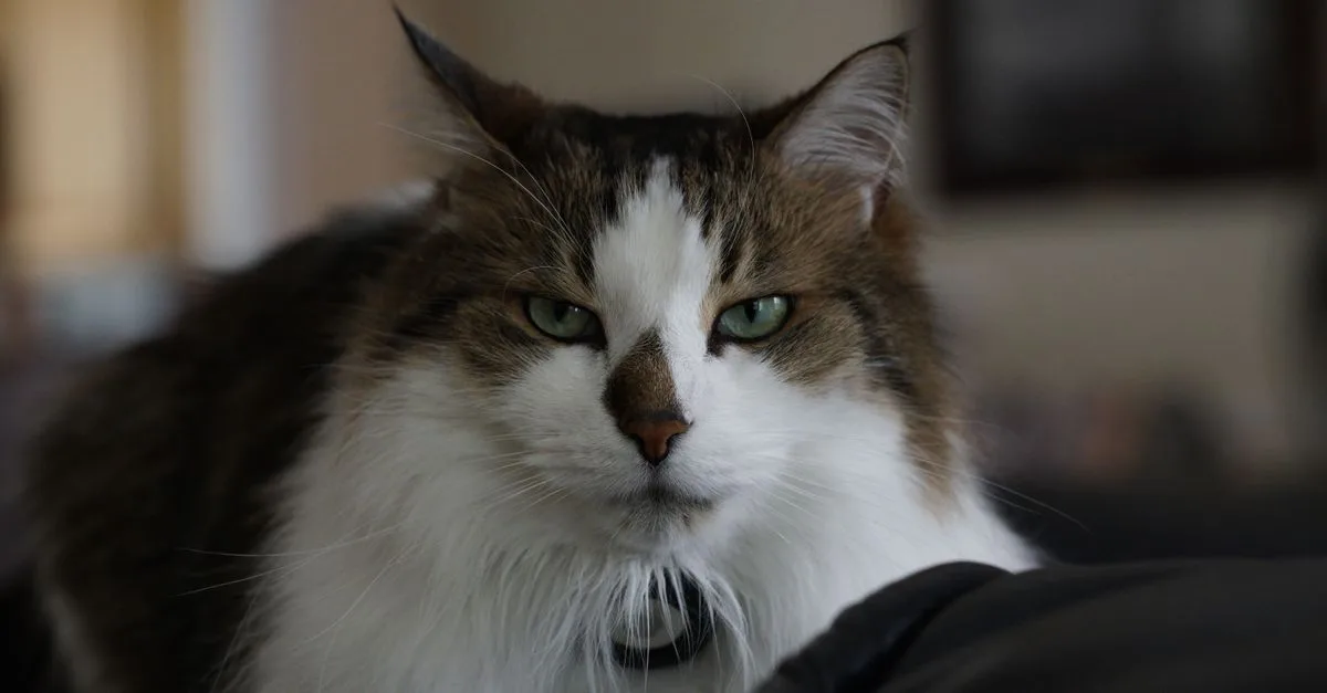 découvrez à quelle période le chat des forêts norvégiennes perd ses poils et comment entretenir son pelage au quotidien.