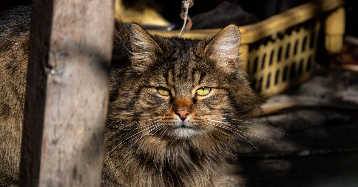 chat des forêts norvégiennes ou maine coon : comparez leur taille, leur caractère, leur entretien et leurs besoins pour choisir le compagnon idéal.