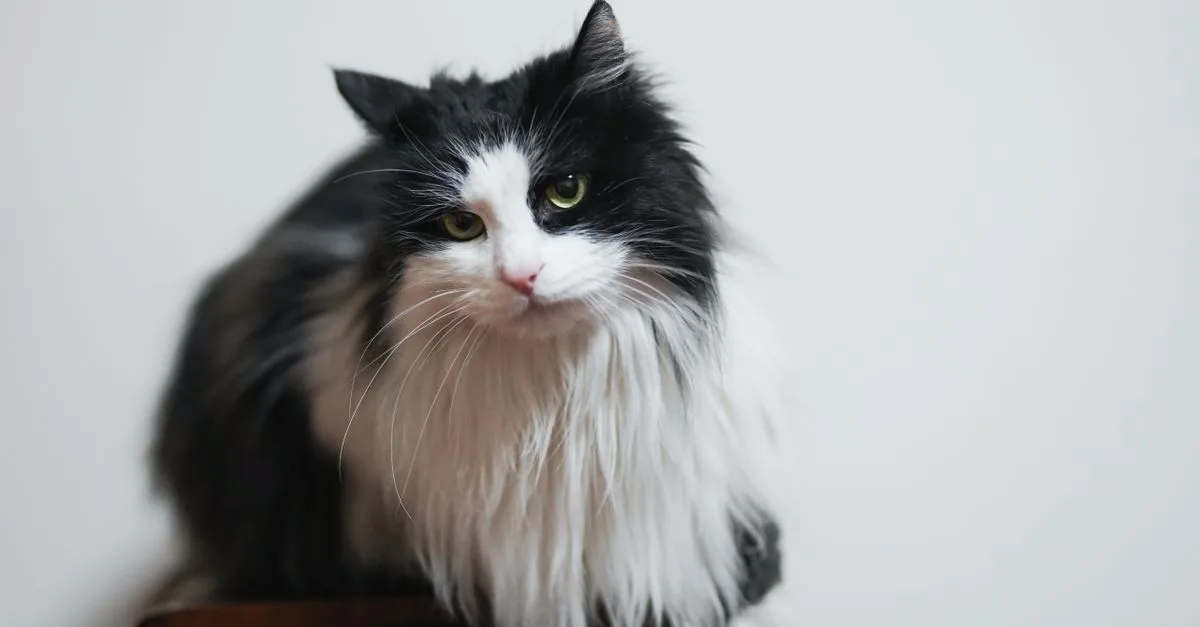 découvrez le poids moyen du chat des forêts norvégiennes selon son âge et son sexe, ainsi que les étapes clés de sa croissance.