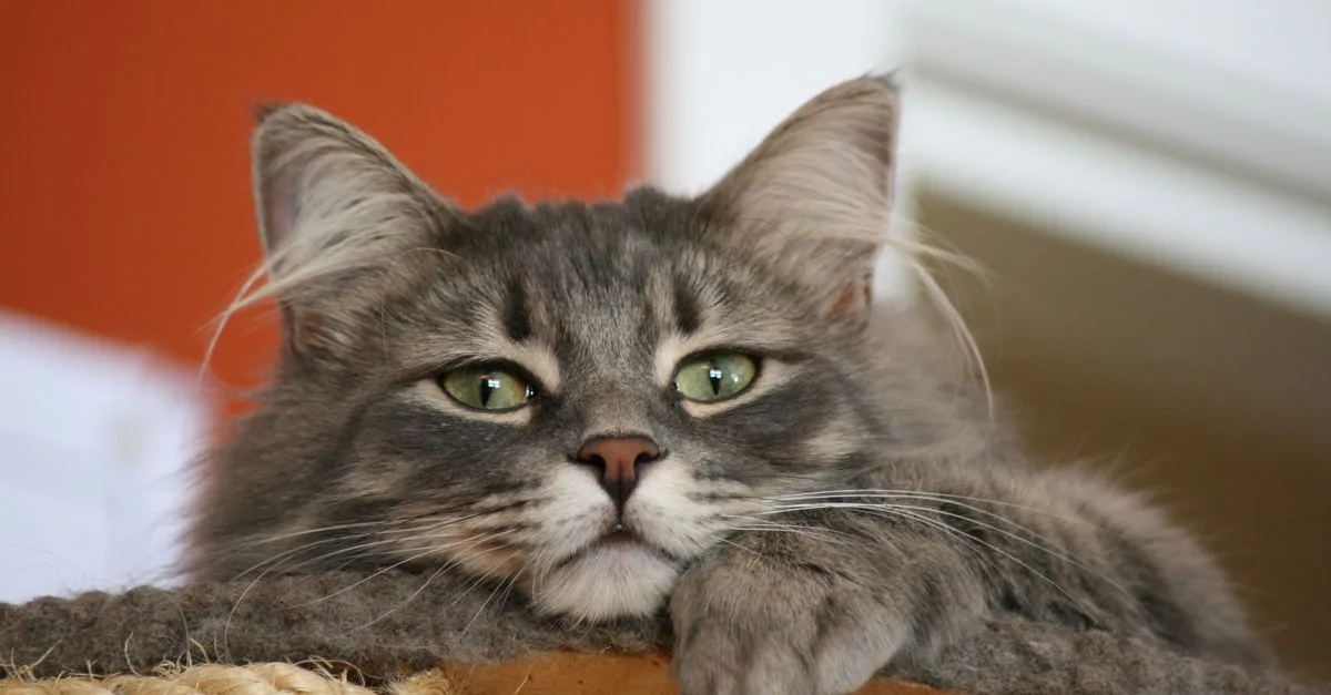découvrez les étapes clés du développement du chaton norvégien, de la naissance à l’âge adulte, et apprenez à accompagner sa croissance.