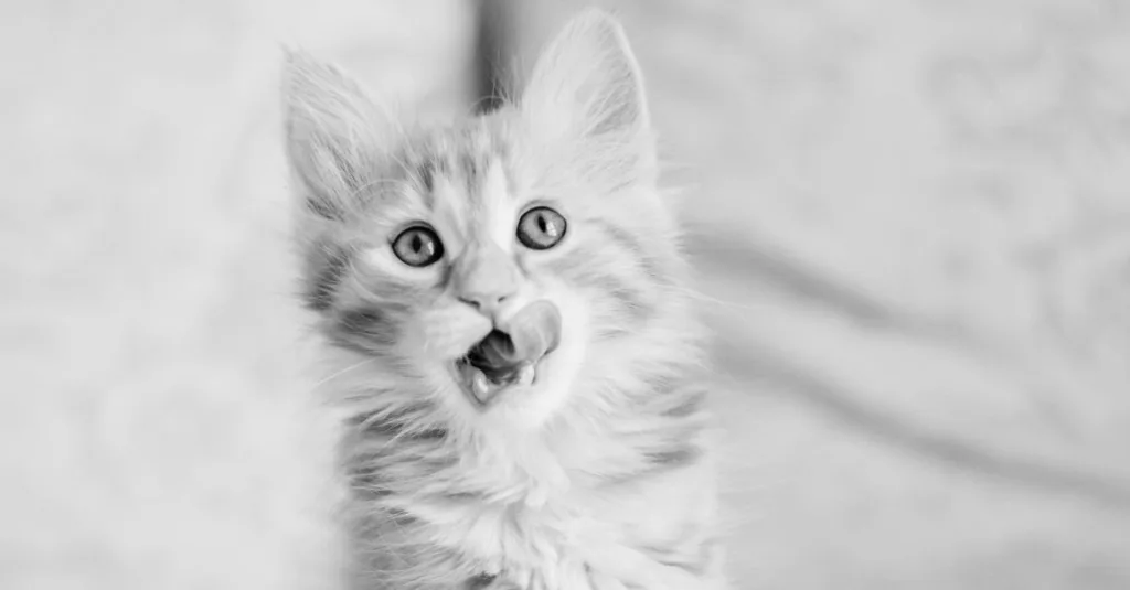 découvrez les étapes du développement du chaton des forêts norvégiennes, de sa naissance à l’âge adulte : croissance, soins et besoins essentiels.
