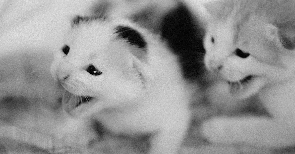 découvrez pourquoi votre chaton pleure la nuit et apprenez comment le rassurer pour l’aider à dormir paisiblement.