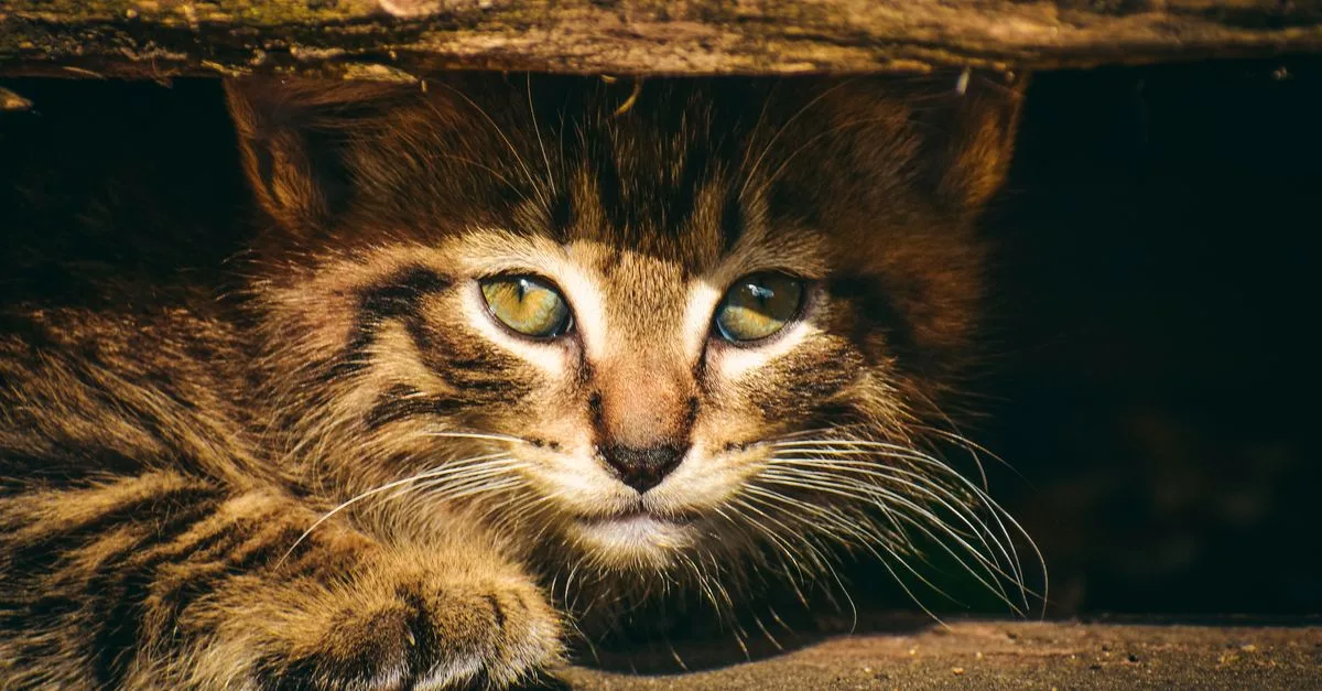 découvrez le chaton des forêts norvégiennes qui se cache, avec son épaisse fourrure et son tempérament curieux.