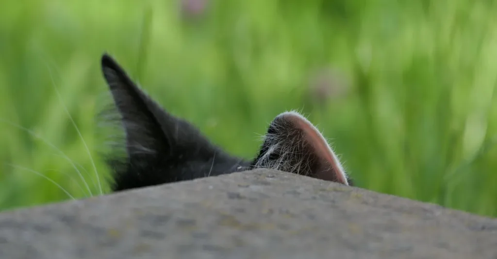 découvrez le chaton des forêts norvégiennes qui se cache : explorez ses cachettes préférées et apprenez à le rassurer en douceur.