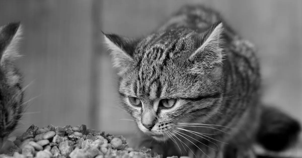 votre chaton norvégien ne mange pas le premier jour ? découvrez les causes possibles, comment l’aider à s’adapter et quand demander conseil à un vétérinaire.